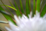 Flowers Set 08 - 57