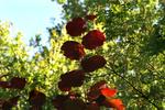 Buchan Park - 04