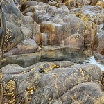 F-03-Beautiful Barnacles