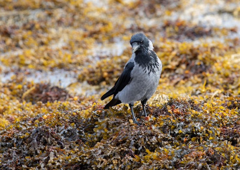 Hooded Crow - Isle of Mull - Scotland