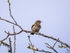 Woodlark