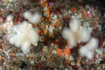 The Manacles Reef