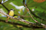 Great Kiskadee, Tortuguero, Costa Rica