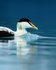 Eider (male) close, Jokulsarlon, Iceland