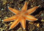 Luidia ciliaris