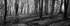 Mono Mist Trees
