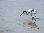 Avocet