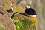 Puffin