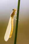 Newly emerged damselfly