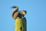 Grey Squirrel