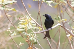 Bird Fork Tailed Drongo