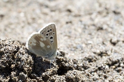 Gavarnie Blue