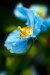 Blue flower - 5367