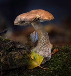 Fungi, Cholmodeley castle