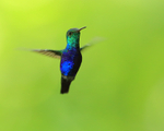 Violet-bellied Hummingbird (male) hovering, Pipeline Road, Panama