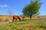 z2135 Springtime, Ventnor Down