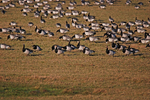 Barnacle Geese