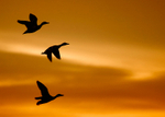 Mallards