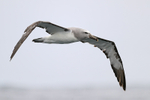 Salvin's Albatross in flight, Chile
