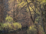BIG CREEK IN SPRING - NORFOLK COUNTY