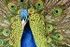 Male Peacock