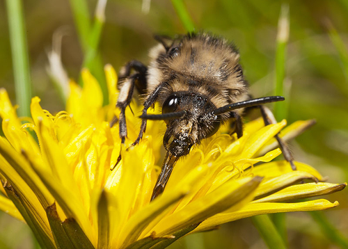 Feeding on a dandelion flower. Warwickshire, April 2012.