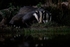 Badger Feed Time