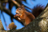 Red Squirrel sat in a tree eating a conker