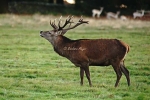 Red Deer Stag exhaling -Bradgate Park