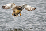 Gadwall (Anas strepera) male landing