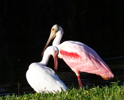 Roseate Spoonbil _0002