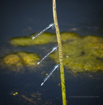 Common Blue Damselfly
