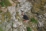 Puffin