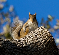 AnimalsCreatures _0037