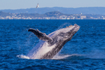 Humpback Breach Tweed Heads 1. 0A3A8482
