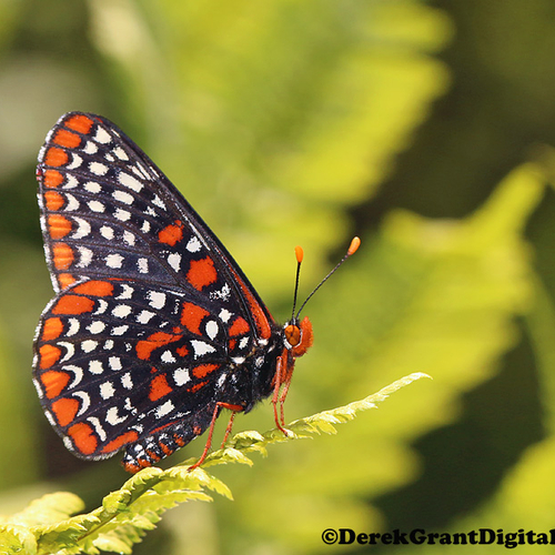 A Baltimore Checkerspot butterfly.