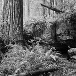 1766 - Redwood Forest Floor