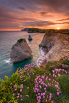 z1983 Pink Thrift at Sunset, Freshwater Bay
