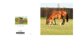 NEWMARKET CARDS portfolio
