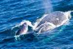 Mother and Calf 2 0A3A8020