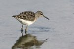Wood Sandpiper  1604-19988