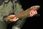 Captured Taupo Rainbow Jack.