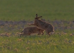 Brown Hares