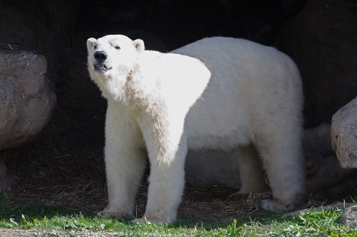 Yorkshire Wildlife Park