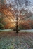 Autumn Sunburst
