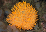 Polymastia boletiformis