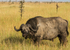Buffalo