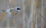 Rémiz penduline.