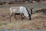 Reindeer