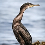 BBW-30-Alert Shag